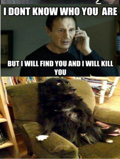 this-is-dog-vs-taken-meme-3-390x516